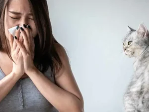 آلرژی به گربه