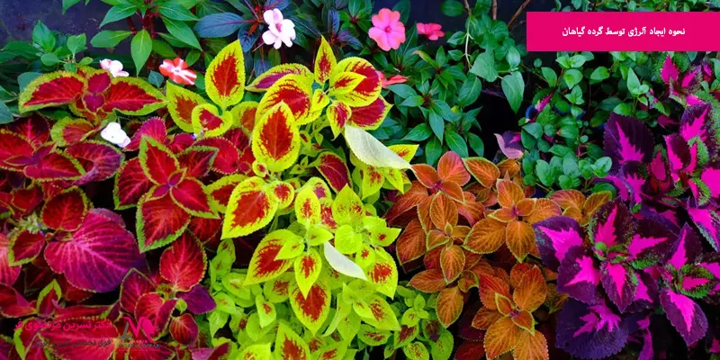 نحوه ایجاد آلرژی توسط گرده گیاهان
